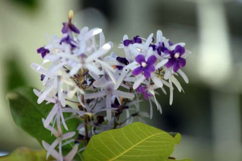 �y�g���A�E���H���r���X�A�炭�₱�̉Ԋ�