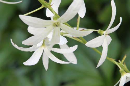 �y�g���A�E���H���r���X�A�炭�₱�̉Ԋ�