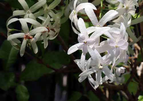 �y�g���A�E���H���r���X�A�炭�₱�̉Ԋ�