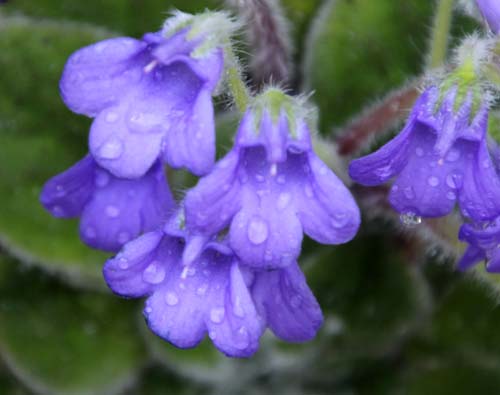 �y�g���R�X���A�E�t�H���X�e�B�A�炭�₱�̉Ԋ�