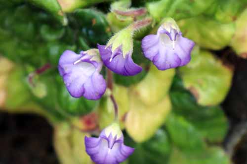 �y�g���R�X���A�E�t�H���X�e�B�A�炭�₱�̉Ԋ�