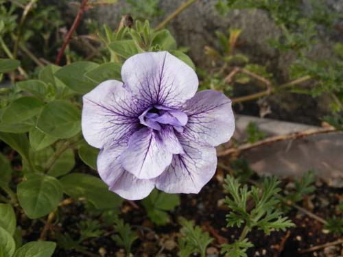 �y�`���j�A�E�T�}�[�p�[�v���A�炭�₱�̉Ԋ�