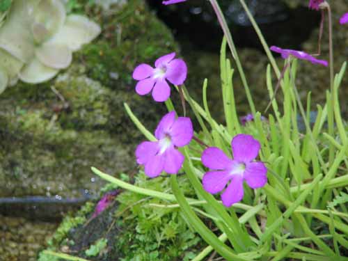 �s���O�C�N���E���N�e�Y�}�G�A�炭�₱�̉Ԋ�