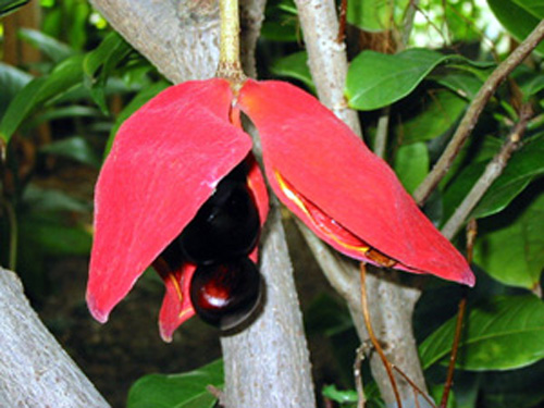 �s���|���̖؁A�炭�₱�̉Ԋ�