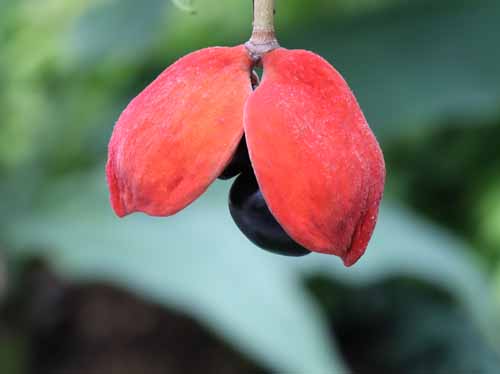 �s���|���̖؁A�炭�₱�̉Ԋ�