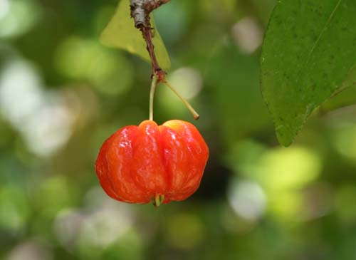 �s�^���K�A�炭�₱�̉Ԋ�