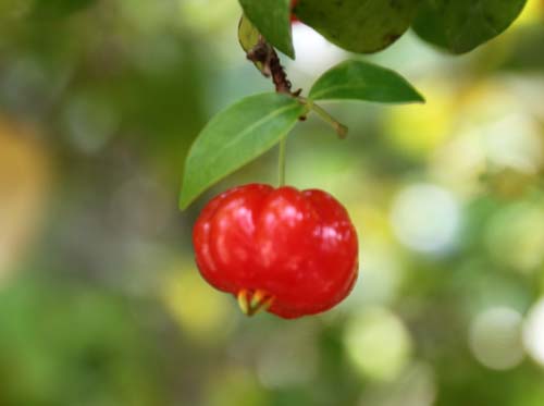 �s�^���K�A�炭�₱�̉Ԋ�