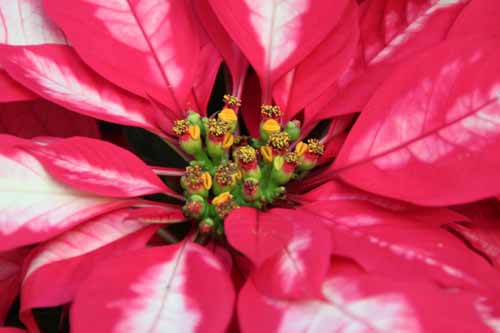 �|�C���Z�`�A�A�炭�₱�̉Ԋ�