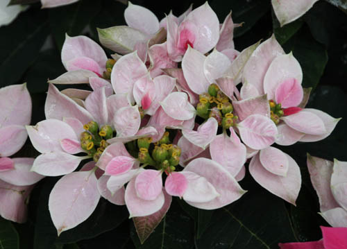 �|�C���Z�`�A�A�炭�₱�̉Ԋ�