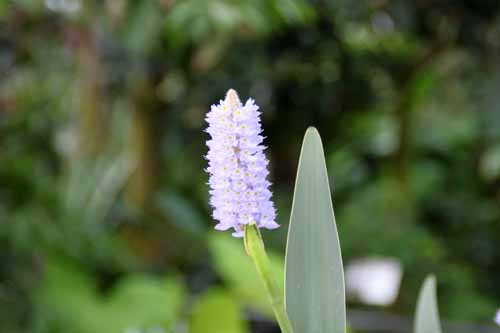 �|���e�f���A�E�R���_�[�^�A�炭�₱�̉Ԋ�