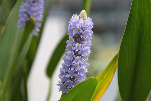 �|���e�f���A�E�R���_�[�^�A�炭�₱�̉Ԋ�