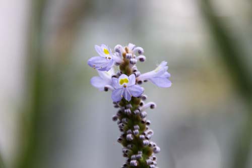 �|���e�f���A�E�R���_�[�^�A�炭�₱�̉Ԋ�