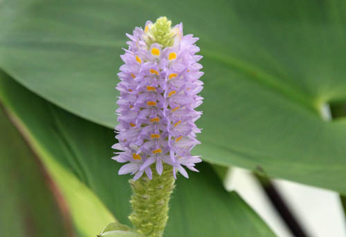 �|���e�f���A�E�R���_�[�^�A�炭�₱�̉Ԋ�