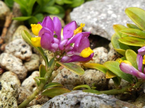 �|���K���E�J�}�G�u�N�X�X�A�炭�₱�̉Ԋ�