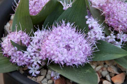 �|���N�Z�i�E�G���V�t�H���A�A�炭�₱�̉Ԋ�