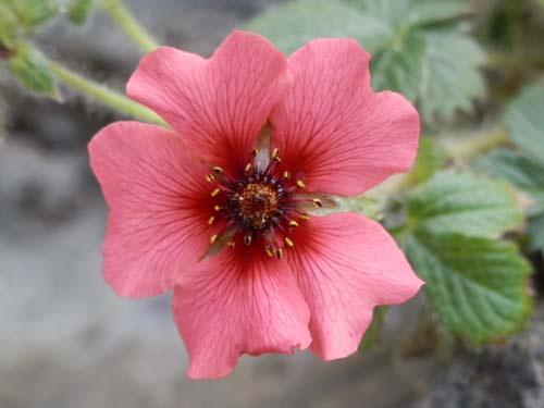 �|�e���`���E�A���M���t�B���A�炭�₱�̉Ԋ�