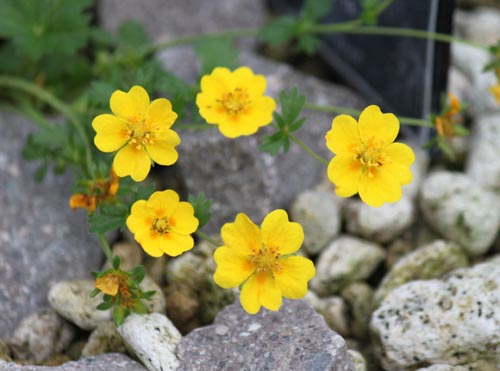 �|�e���`���E�N�����W�[�A�炭�₱�̉Ԋ�