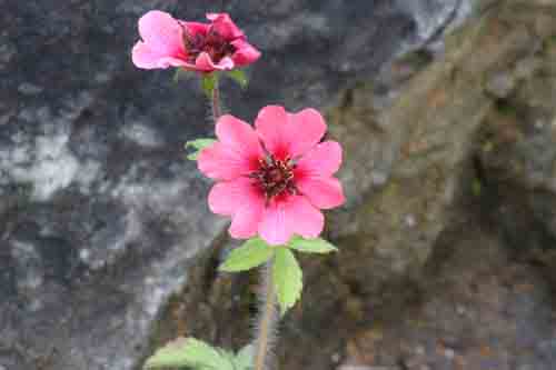 �|�e���`���E�l�p�[�����V�X�A�炭�₱�̉Ԋ�