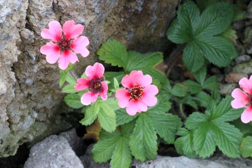 �|�e���`���E�l�p�[�����V�X�A�炭�₱�̉Ԋ�