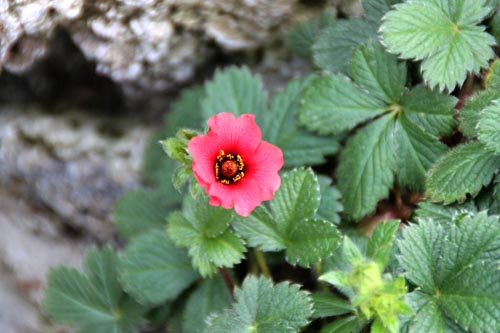 �|�e���`���E�l�p�[�����V�X�A�炭�₱�̉Ԋ�