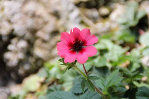 �|�e���`���E�l�p�[�����V�X�A�炭�₱�̉Ԋ�