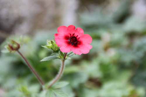 �|�e���`���E�l�p�[�����V�X�A�炭�₱�̉Ԋ�