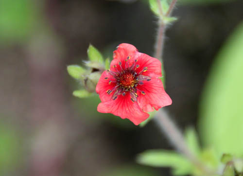 �|�e���`���E�l�p�[�����V�X�A�炭�₱�̉Ԋ�