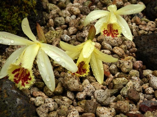 �v���C�I�l�E�t�H���X�e�B�[�A�炭�₱�̉Ԋ�