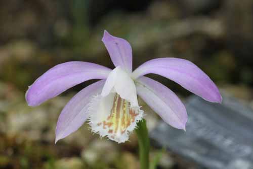 �v���C�I�l�A�炭�₱�̉Ԋ�