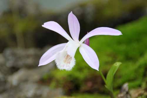 �v���C�I�l�A�炭�₱�̉Ԋ�