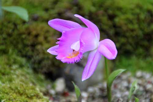 �v���C�I�l�A�炭�₱�̉Ԋ�