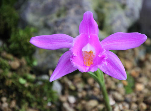 �v���C�I�l�A�炭�₱�̉Ԋ�