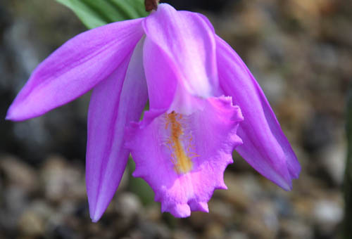 �v���C�I�l�A�炭�₱�̉Ԋ�