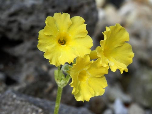 �v�������E�A�E���N���A�炭�₱�̉Ԋ�