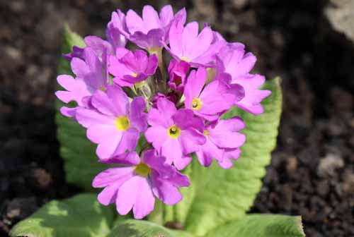 �v�������E�f���e�B�L�����[�^�A�炭�₱�̉Ԋ�