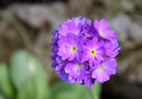 �v�������E�f���e�B�L�����[�^�A�炭�₱�̉Ԋ�