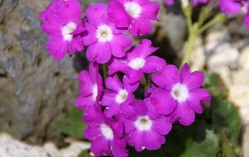 �v�������E�q���X�^�A�炭�₱�̉Ԋ�