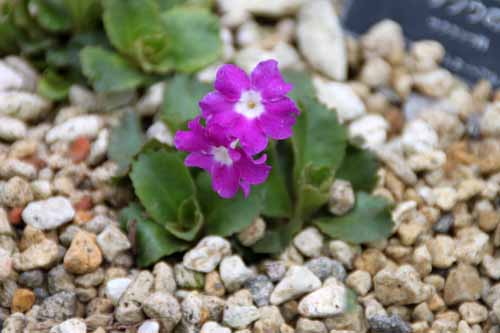 �v�������E�q���X�^�A�炭�₱�̉Ԋ�