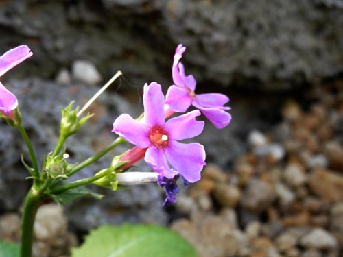 �v�������E�W���|�j�J�A�炭�₱�̉Ԋ�