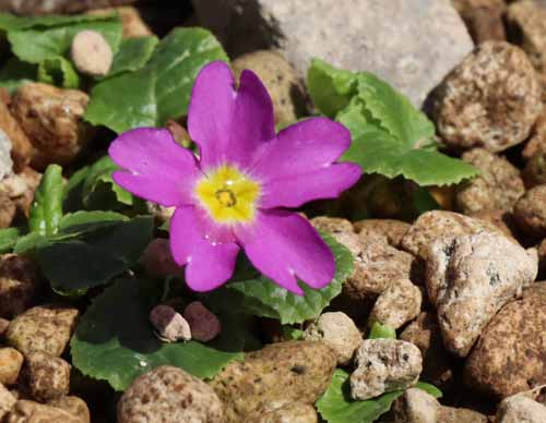 �v�������E�W�����A�G�A�炭�₱�̉Ԋ�