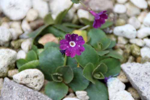 �v�������E�}���M�i�[�^�A�炭�₱�̉Ԋ�