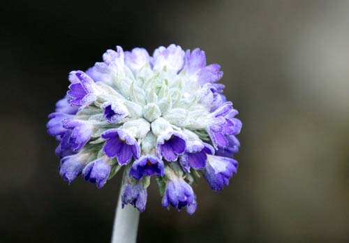 �v�������E���X�J���I�C�f�X�A�炭�₱�̉Ԋ�