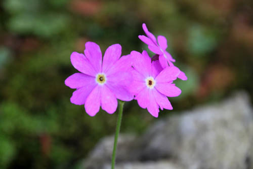 �v�������E�T�N���e�B���X�A�炭�₱�̉Ԋ�