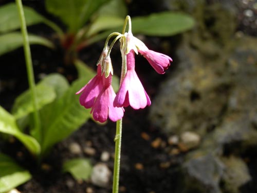 �v�������E�Z�N���f�B�t�����[�A�炭�₱�̉Ԋ�