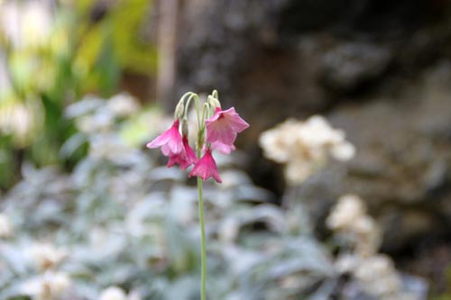 �v�������E�����g�j�[�A�炭�₱�̉ԊقŎB�e