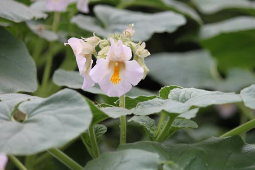 �v���{�X�L�f�A�A�炭�₱�̉Ԋ�