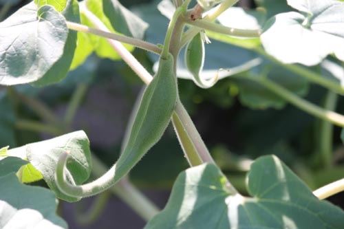 �v���{�X�L�f�A�A�炭�₱�̉Ԋ�