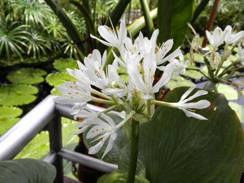 �v���C�t�B�X�E�A���{�C�l���V�X�A�炭�₱�̉Ԋ�