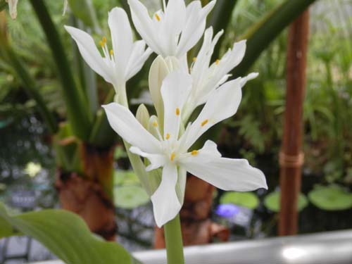 �v���C�t�B�X�E�A���{�C�l���V�X�A�炭�₱�̉Ԋ�