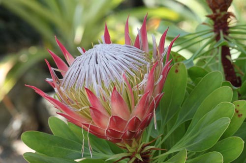 �v���e�A�A�炭�₱�̉Ԋ�